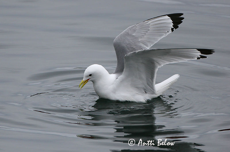 Avainsanat: Gavineta de tres dits Ride Drieteenmeeuw Black-legged Kittiwake Kaljukajakas Pikkukajava Mouette tridactyle Dreizehenmöwe Háromujjú csüllö Rita Gabbiano tridattilo Krykkje Gaivota-tridáctila Rissa tridactyla Gaviota Tridáctila Tretåig mås