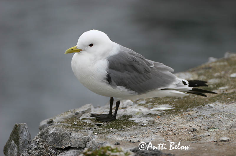 Avainsanat: Gavineta de tres dits Ride Drieteenmeeuw Black-legged Kittiwake Kaljukajakas Pikkukajava Mouette tridactyle Dreizehenmöwe Háromujjú csüllö Rita Gabbiano tridattilo Krykkje Gaivota-tridáctila Rissa tridactyla Gaviota Tridáctila Tretåig mås