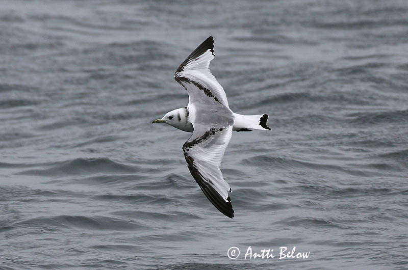Avainsanat: Gavineta de tres dits Ride Drieteenmeeuw Black-legged Kittiwake Kaljukajakas Pikkukajava Mouette tridactyle Dreizehenmöwe Háromujjú csüllö Rita Gabbiano tridattilo Krykkje Gaivota-tridáctila Rissa tridactyla Gaviota Tridáctila Tretåig mås