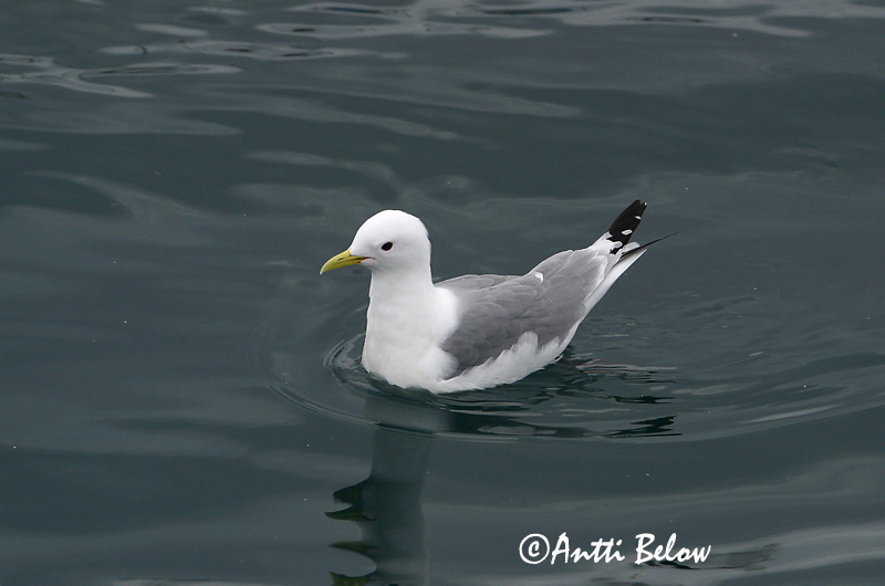 Avainsanat: Gavineta de tres dits Ride Drieteenmeeuw Black-legged Kittiwake Kaljukajakas Pikkukajava Mouette tridactyle Dreizehenmöwe Háromujjú csüllö Rita Gabbiano tridattilo Krykkje Gaivota-tridáctila Rissa tridactyla Gaviota Tridáctila Tretåig mås