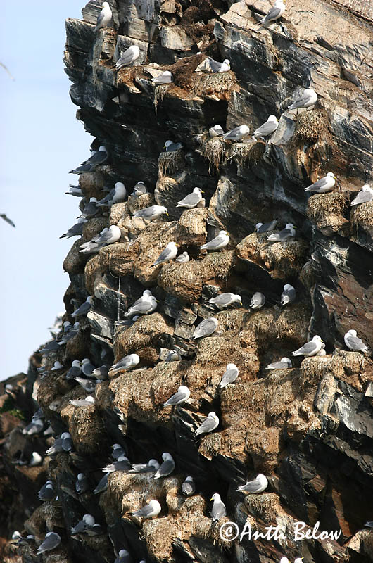 Avainsanat: Gavineta de tres dits Ride Drieteenmeeuw Black-legged Kittiwake Kaljukajakas Pikkukajava Mouette tridactyle Dreizehenmöwe Háromujjú csüllö Rita Gabbiano tridattilo Krykkje Gaivota-tridáctila Rissa tridactyla Gaviota Tridáctila Tretåig mås
