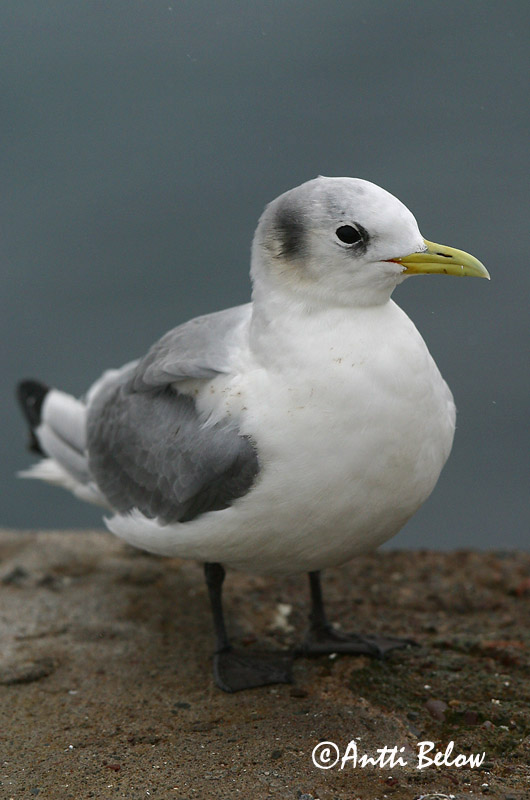Avainsanat: Gavineta de tres dits Ride Drieteenmeeuw Black-legged Kittiwake Kaljukajakas Pikkukajava Mouette tridactyle Dreizehenmöwe Háromujjú csüllö Rita Gabbiano tridattilo Krykkje Gaivota-tridáctila Rissa tridactyla Gaviota Tridáctila Tretåig mås