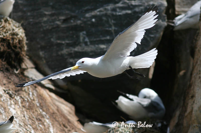 Avainsanat: Gavineta de tres dits Ride Drieteenmeeuw Black-legged Kittiwake Kaljukajakas Pikkukajava Mouette tridactyle Dreizehenmöwe Háromujjú csüllö Rita Gabbiano tridattilo Krykkje Gaivota-tridáctila Rissa tridactyla Gaviota Tridáctila Tretåig mås