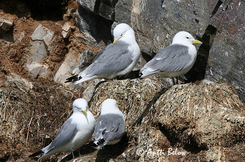 Avainsanat: Gavineta de tres dits Ride Drieteenmeeuw Black-legged Kittiwake Kaljukajakas Pikkukajava Mouette tridactyle Dreizehenmöwe Háromujjú csüllö Rita Gabbiano tridattilo Krykkje Gaivota-tridáctila Rissa tridactyla Gaviota Tridáctila Tretåig mås
