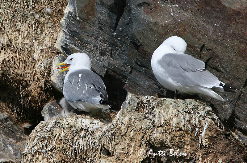 Avainsanat: Gavineta de tres dits Ride Drieteenmeeuw Black-legged Kittiwake Kaljukajakas Pikkukajava Mouette tridactyle Dreizehenmöwe Háromujjú csüllö Rita Gabbiano tridattilo Krykkje Gaivota-tridáctila Rissa tridactyla Gaviota Tridáctila Tretåig mås