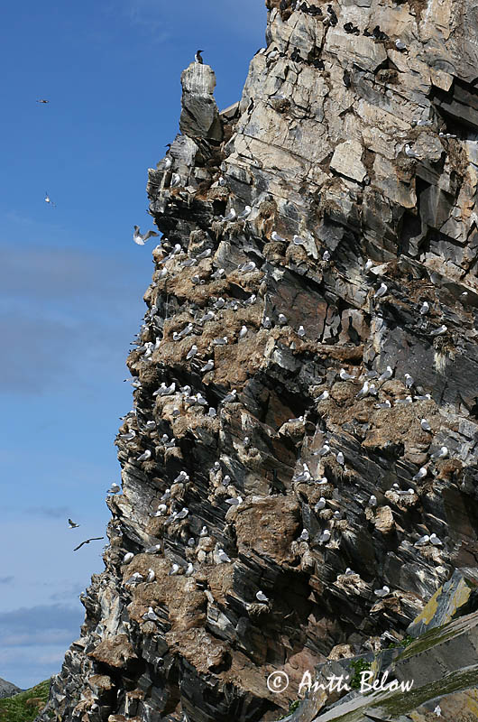 Avainsanat: Gavineta de tres dits Ride Drieteenmeeuw Black-legged Kittiwake Kaljukajakas Pikkukajava Mouette tridactyle Dreizehenmöwe Háromujjú csüllö Rita Gabbiano tridattilo Krykkje Gaivota-tridáctila Rissa tridactyla Gaviota Tridáctila Tretåig mås