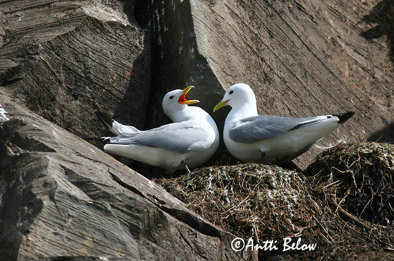 Avainsanat: Gavineta de tres dits Ride Drieteenmeeuw Black-legged Kittiwake Kaljukajakas Pikkukajava Mouette tridactyle Dreizehenmöwe Háromujjú csüllö Rita Gabbiano tridattilo Krykkje Gaivota-tridáctila Rissa tridactyla Gaviota Tridáctila Tretåig mås
