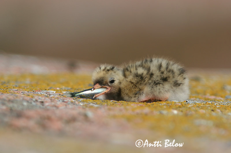 Avainsanat: Xatrac àrtic Havterne Noordse stern Arctic Tern Randtiir Lapintiira Sterne arctique Küstenseeschwalbe Sarki csér Kría Rødnebbterne Andorinha-do-mar-árctica Sterna paradisaea Charrán Artico Silvertärna