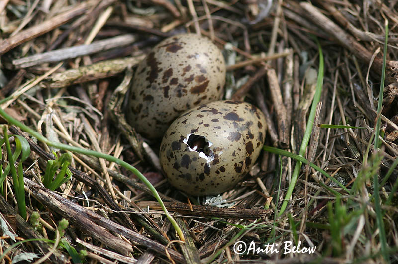 Avainsanat: Xatrac àrtic Havterne Noordse stern Arctic Tern Randtiir Lapintiira Sterne arctique Küstenseeschwalbe Sarki csér Kría Rødnebbterne Andorinha-do-mar-árctica Sterna paradisaea Charrán Artico Silvertärna