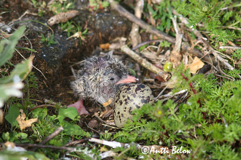 Avainsanat: Xatrac àrtic Havterne Noordse stern Arctic Tern Randtiir Lapintiira Sterne arctique Küstenseeschwalbe Sarki csér Kría Rødnebbterne Andorinha-do-mar-árctica Sterna paradisaea Charrán Artico Silvertärna