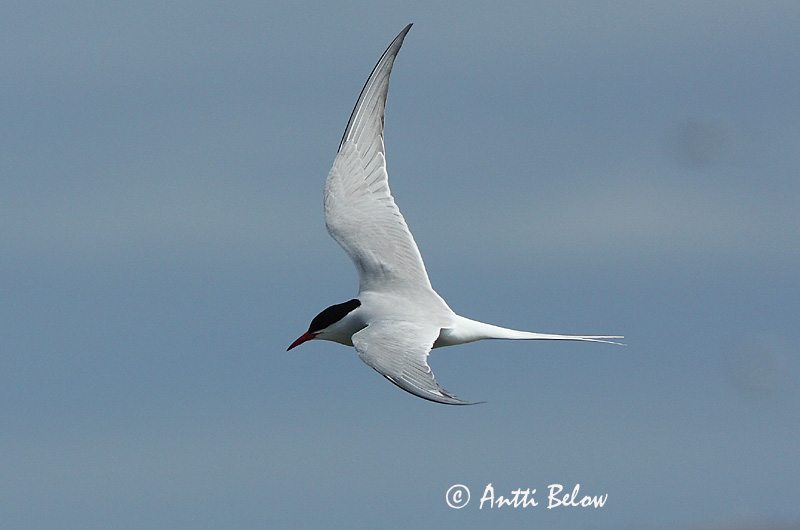 Avainsanat: Xatrac àrtic Havterne Noordse stern Arctic Tern Randtiir Lapintiira Sterne arctique Küstenseeschwalbe Sarki csér Kría Rødnebbterne Andorinha-do-mar-árctica Sterna paradisaea Charrán Artico Silvertärna