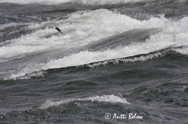 Avainsanat: Xatrac àrtic Havterne Noordse stern Arctic Tern Randtiir Lapintiira Sterne arctique Küstenseeschwalbe Sarki csér Kría Rødnebbterne Andorinha-do-mar-árctica Sterna paradisaea Charrán Artico Silvertärna