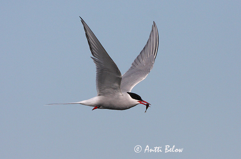 Avainsanat: Xatrac àrtic Havterne Noordse stern Arctic Tern Randtiir Lapintiira Sterne arctique Küstenseeschwalbe Sarki csér Kría Rødnebbterne Andorinha-do-mar-árctica Sterna paradisaea Charrán Artico Silvertärna