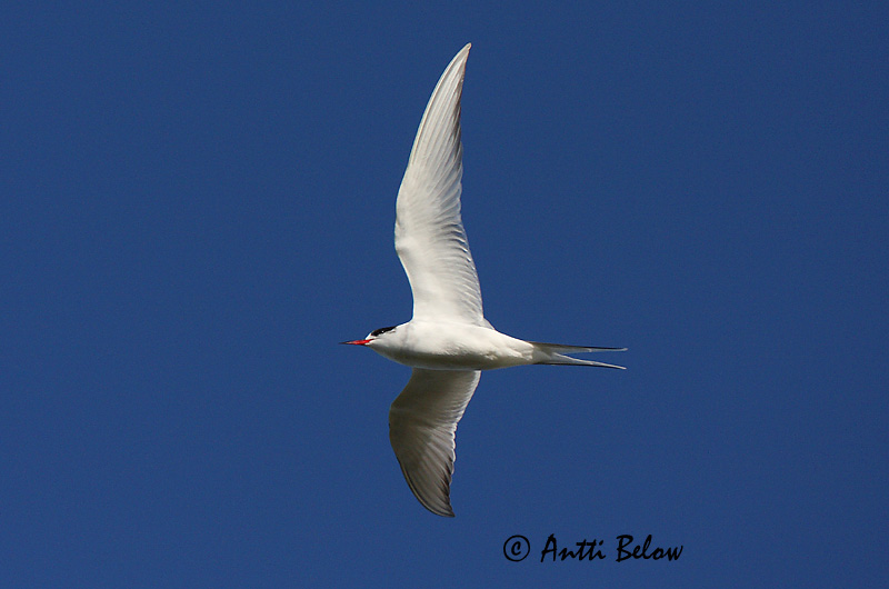 Avainsanat: Xatrac àrtic Havterne Noordse stern Arctic Tern Randtiir Lapintiira Sterne arctique Küstenseeschwalbe Sarki csér Kría Rødnebbterne Andorinha-do-mar-árctica Sterna paradisaea Charrán Artico Silvertärna