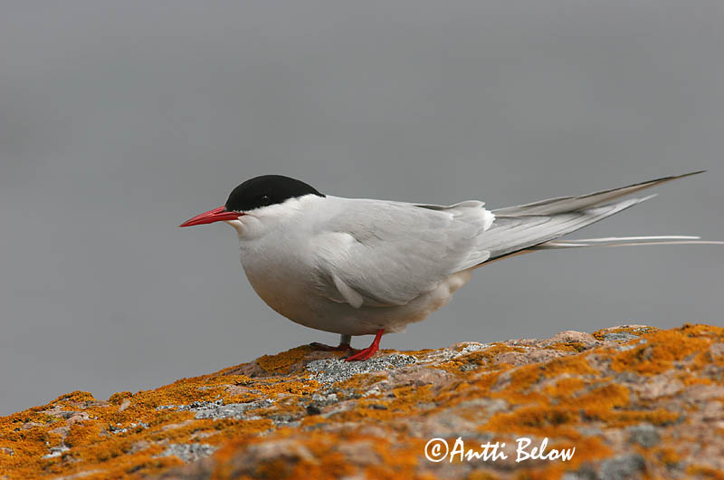 Avainsanat: Xatrac àrtic Havterne Noordse stern Arctic Tern Randtiir Lapintiira Sterne arctique Küstenseeschwalbe Sarki csér Kría Rødnebbterne Andorinha-do-mar-árctica Sterna paradisaea Charrán Artico Silvertärna