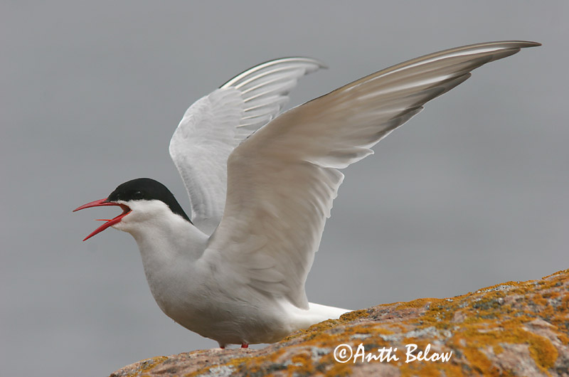 Avainsanat: Xatrac àrtic Havterne Noordse stern Arctic Tern Randtiir Lapintiira Sterne arctique Küstenseeschwalbe Sarki csér Kría Rødnebbterne Andorinha-do-mar-árctica Sterna paradisaea Charrán Artico Silvertärna
