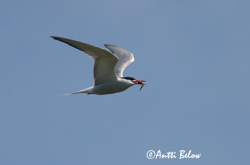 Avainsanat: Xatrac àrtic Havterne Noordse stern Arctic Tern Randtiir Lapintiira Sterne arctique Küstenseeschwalbe Sarki csér Kría Rødnebbterne Andorinha-do-mar-árctica Sterna paradisaea Charrán Artico Silvertärna