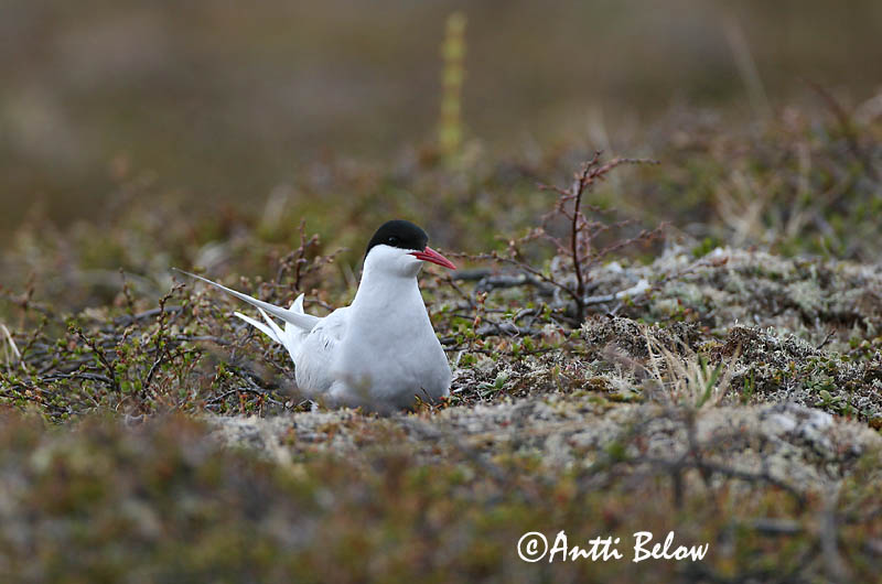Avainsanat: Xatrac àrtic Havterne Noordse stern Arctic Tern Randtiir Lapintiira Sterne arctique Küstenseeschwalbe Sarki csér Kría Rødnebbterne Andorinha-do-mar-árctica Sterna paradisaea Charrán Artico Silvertärna