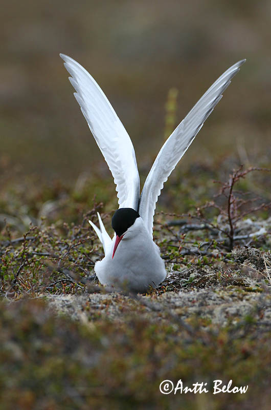Avainsanat: Xatrac àrtic Havterne Noordse stern Arctic Tern Randtiir Lapintiira Sterne arctique Küstenseeschwalbe Sarki csér Kría Rødnebbterne Andorinha-do-mar-árctica Sterna paradisaea Charrán Artico Silvertärna