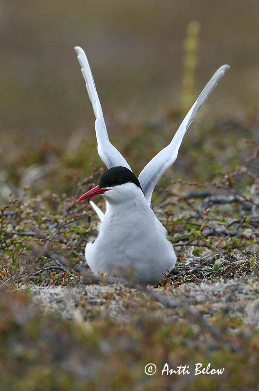 Avainsanat: Xatrac àrtic Havterne Noordse stern Arctic Tern Randtiir Lapintiira Sterne arctique Küstenseeschwalbe Sarki csér Kría Rødnebbterne Andorinha-do-mar-árctica Sterna paradisaea Charrán Artico Silvertärna