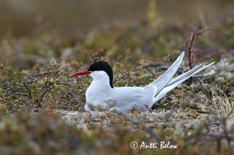 Avainsanat: Xatrac àrtic Havterne Noordse stern Arctic Tern Randtiir Lapintiira Sterne arctique Küstenseeschwalbe Sarki csér Kría Rødnebbterne Andorinha-do-mar-árctica Sterna paradisaea Charrán Artico Silvertärna