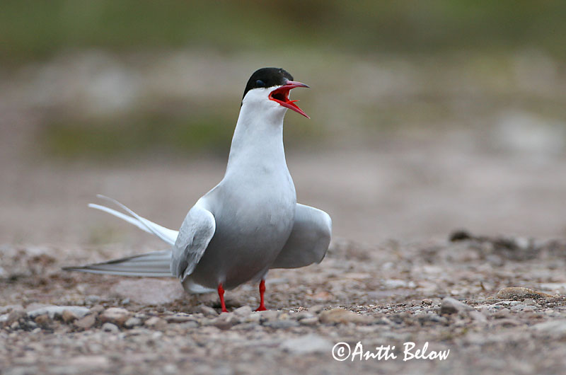 Avainsanat: Xatrac àrtic Havterne Noordse stern Arctic Tern Randtiir Lapintiira Sterne arctique Küstenseeschwalbe Sarki csér Kría Rødnebbterne Andorinha-do-mar-árctica Sterna paradisaea Charrán Artico Silvertärna