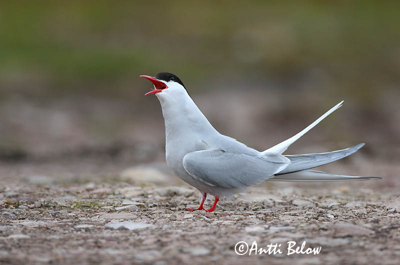 Avainsanat: Xatrac àrtic Havterne Noordse stern Arctic Tern Randtiir Lapintiira Sterne arctique Küstenseeschwalbe Sarki csér Kría Rødnebbterne Andorinha-do-mar-árctica Sterna paradisaea Charrán Artico Silvertärna