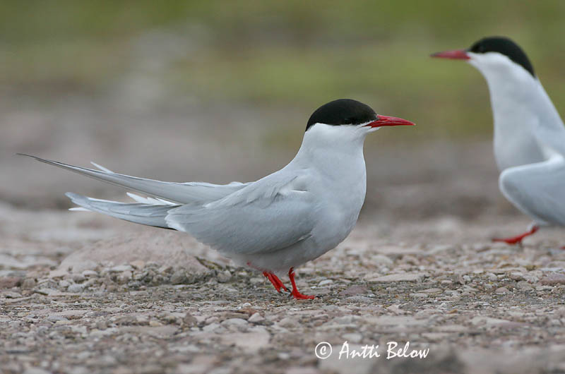 Avainsanat: Xatrac àrtic Havterne Noordse stern Arctic Tern Randtiir Lapintiira Sterne arctique Küstenseeschwalbe Sarki csér Kría Rødnebbterne Andorinha-do-mar-árctica Sterna paradisaea Charrán Artico Silvertärna