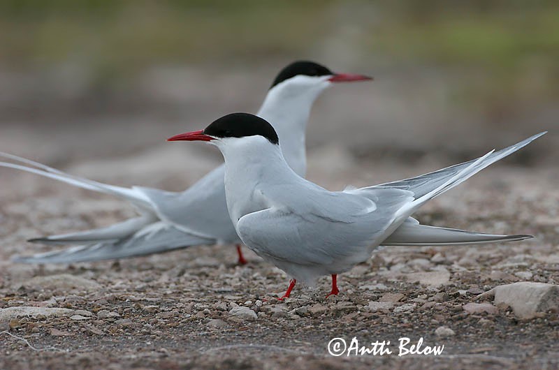 Avainsanat: Xatrac àrtic Havterne Noordse stern Arctic Tern Randtiir Lapintiira Sterne arctique Küstenseeschwalbe Sarki csér Kría Rødnebbterne Andorinha-do-mar-árctica Sterna paradisaea Charrán Artico Silvertärna