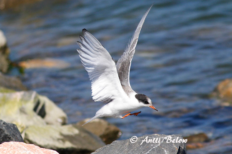 Avainsanat: Xatrac àrtic Havterne Noordse stern Arctic Tern Randtiir Lapintiira Sterne arctique Küstenseeschwalbe Sarki csér Kría Rødnebbterne Andorinha-do-mar-árctica Sterna paradisaea Charrán Artico Silvertärna