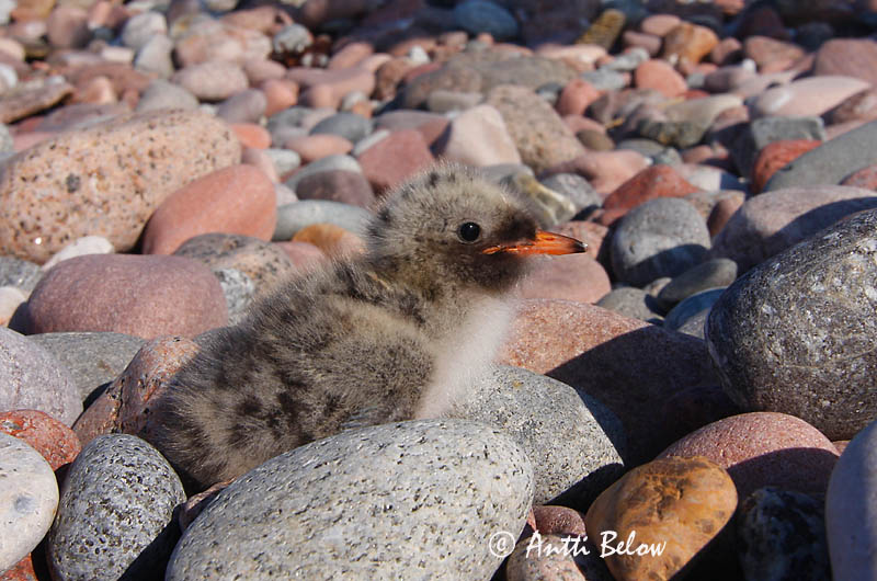 Avainsanat: Xatrac àrtic Havterne Noordse stern Arctic Tern Randtiir Lapintiira Sterne arctique Küstenseeschwalbe Sarki csér Kría Rødnebbterne Andorinha-do-mar-árctica Sterna paradisaea Charrán Artico Silvertärna