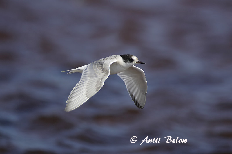 Avainsanat: Xatrac àrtic Havterne Noordse stern Arctic Tern Randtiir Lapintiira Sterne arctique Küstenseeschwalbe Sarki csér Kría Rødnebbterne Andorinha-do-mar-árctica Sterna paradisaea Charrán Artico Silvertärna