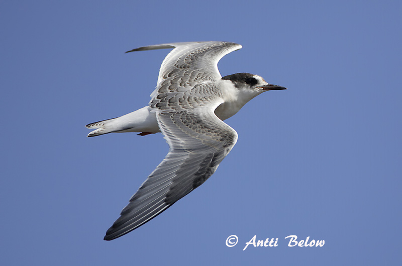 Avainsanat: Xatrac àrtic Havterne Noordse stern Arctic Tern Randtiir Lapintiira Sterne arctique Küstenseeschwalbe Sarki csér Kría Rødnebbterne Andorinha-do-mar-árctica Sterna paradisaea Charrán Artico Silvertärna