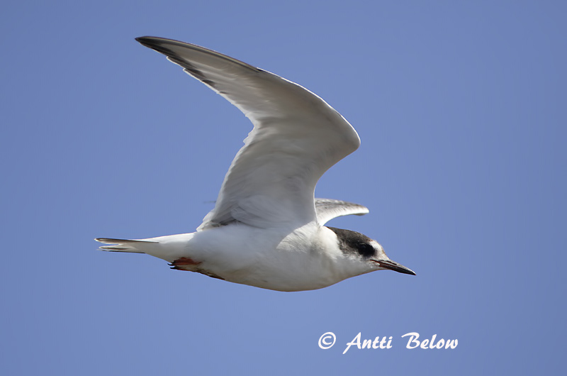 Avainsanat: Xatrac àrtic Havterne Noordse stern Arctic Tern Randtiir Lapintiira Sterne arctique Küstenseeschwalbe Sarki csér Kría Rødnebbterne Andorinha-do-mar-árctica Sterna paradisaea Charrán Artico Silvertärna
