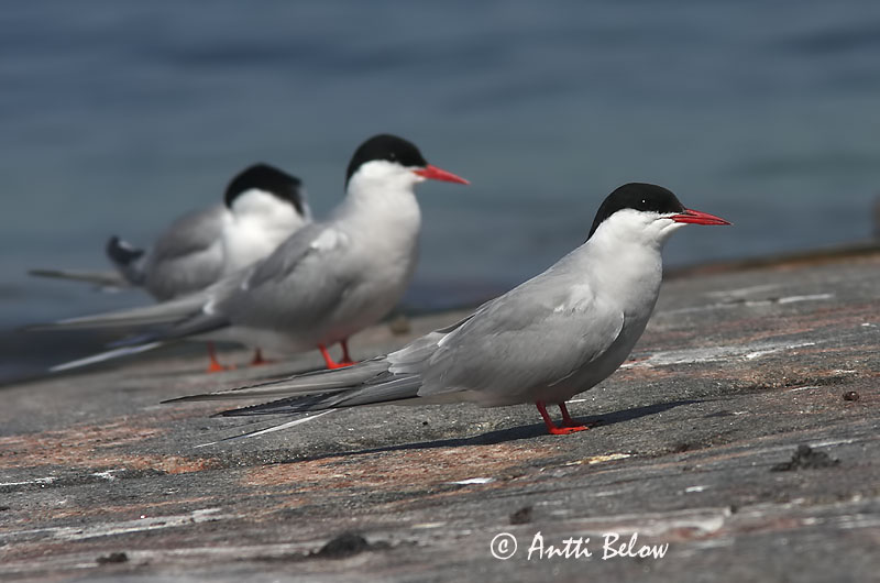 Avainsanat: Xatrac àrtic Havterne Noordse stern Arctic Tern Randtiir Lapintiira Sterne arctique Küstenseeschwalbe Sarki csér Kría Rødnebbterne Andorinha-do-mar-árctica Sterna paradisaea Charrán Artico Silvertärna