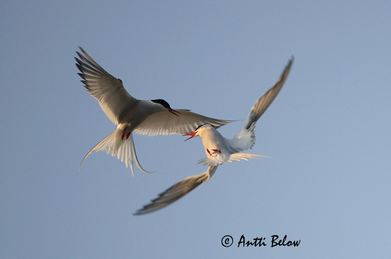 Avainsanat: Xatrac àrtic Havterne Noordse stern Arctic Tern Randtiir Lapintiira Sterne arctique Küstenseeschwalbe Sarki csér Kría Rødnebbterne Andorinha-do-mar-árctica Sterna paradisaea Charrán Artico Silvertärna