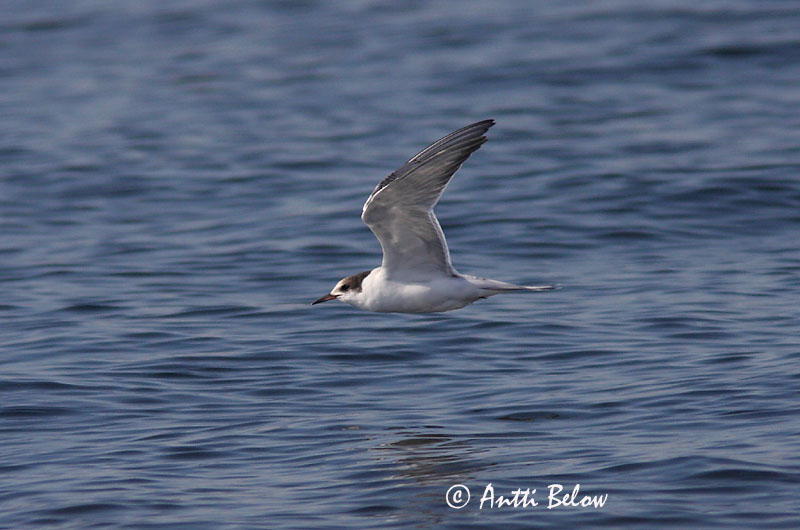 Avainsanat: Xatrac àrtic Havterne Noordse stern Arctic Tern Randtiir Lapintiira Sterne arctique Küstenseeschwalbe Sarki csér Kría Rødnebbterne Andorinha-do-mar-árctica Sterna paradisaea Charrán Artico Silvertärna