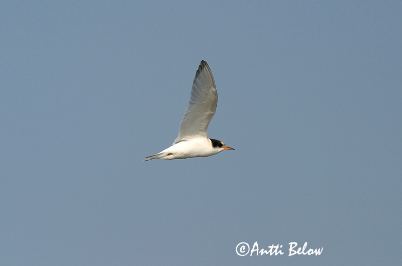 Avainsanat: Xatrac àrtic Havterne Noordse stern Arctic Tern Randtiir Lapintiira Sterne arctique Küstenseeschwalbe Sarki csér Kría Rødnebbterne Andorinha-do-mar-árctica Sterna paradisaea Charrán Artico Silvertärna