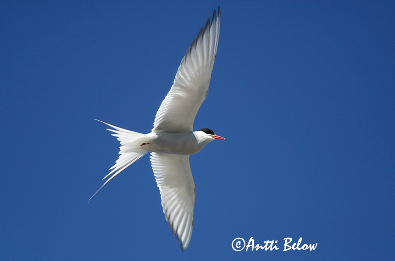 Avainsanat: Xatrac àrtic Havterne Noordse stern Arctic Tern Randtiir Lapintiira Sterne arctique Küstenseeschwalbe Sarki csér Kría Rødnebbterne Andorinha-do-mar-árctica Sterna paradisaea Charrán Artico Silvertärna