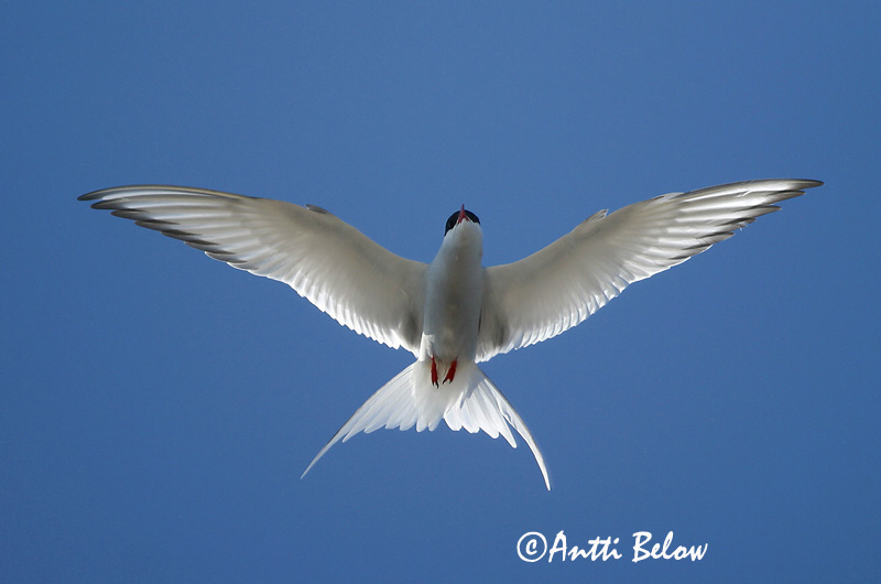Avainsanat: Xatrac àrtic Havterne Noordse stern Arctic Tern Randtiir Lapintiira Sterne arctique Küstenseeschwalbe Sarki csér Kría Rødnebbterne Andorinha-do-mar-árctica Sterna paradisaea Charrán Artico Silvertärna