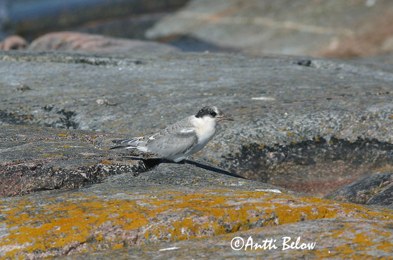Avainsanat: Xatrac àrtic Havterne Noordse stern Arctic Tern Randtiir Lapintiira Sterne arctique Küstenseeschwalbe Sarki csér Kría Rødnebbterne Andorinha-do-mar-árctica Sterna paradisaea Charrán Artico Silvertärna