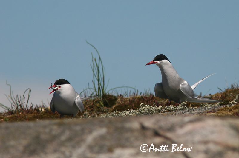 Avainsanat: Xatrac àrtic Havterne Noordse stern Arctic Tern Randtiir Lapintiira Sterne arctique Küstenseeschwalbe Sarki csér Kría Rødnebbterne Andorinha-do-mar-árctica Sterna paradisaea Charrán Artico Silvertärna