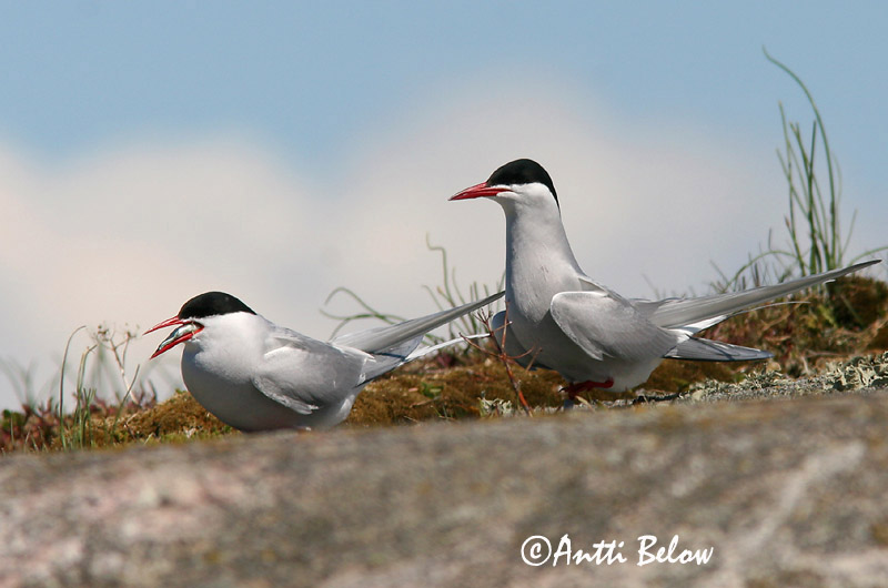 Avainsanat: Xatrac àrtic Havterne Noordse stern Arctic Tern Randtiir Lapintiira Sterne arctique Küstenseeschwalbe Sarki csér Kría Rødnebbterne Andorinha-do-mar-árctica Sterna paradisaea Charrán Artico Silvertärna