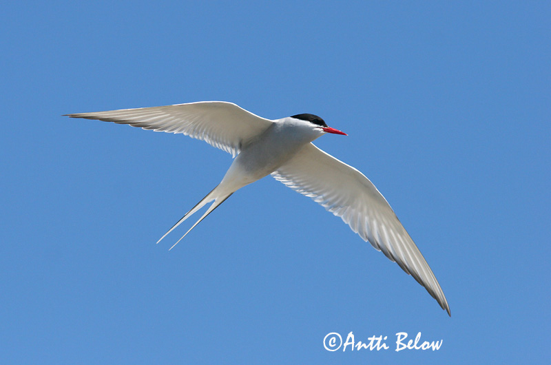 Avainsanat: Xatrac àrtic Havterne Noordse stern Arctic Tern Randtiir Lapintiira Sterne arctique Küstenseeschwalbe Sarki csér Kría Rødnebbterne Andorinha-do-mar-árctica Sterna paradisaea Charrán Artico Silvertärna