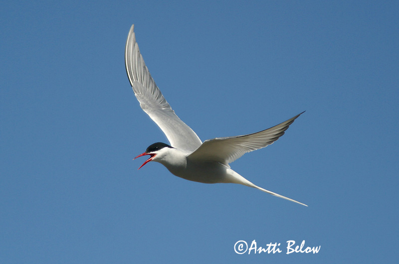 Avainsanat: Xatrac àrtic Havterne Noordse stern Arctic Tern Randtiir Lapintiira Sterne arctique Küstenseeschwalbe Sarki csér Kría Rødnebbterne Andorinha-do-mar-árctica Sterna paradisaea Charrán Artico Silvertärna