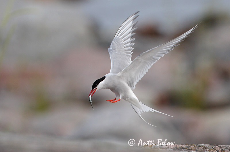 Avainsanat: Xatrac àrtic Havterne Noordse stern Arctic Tern Randtiir Lapintiira Sterne arctique Küstenseeschwalbe Sarki csér Kría Rødnebbterne Andorinha-do-mar-árctica Sterna paradisaea Charrán Artico Silvertärna