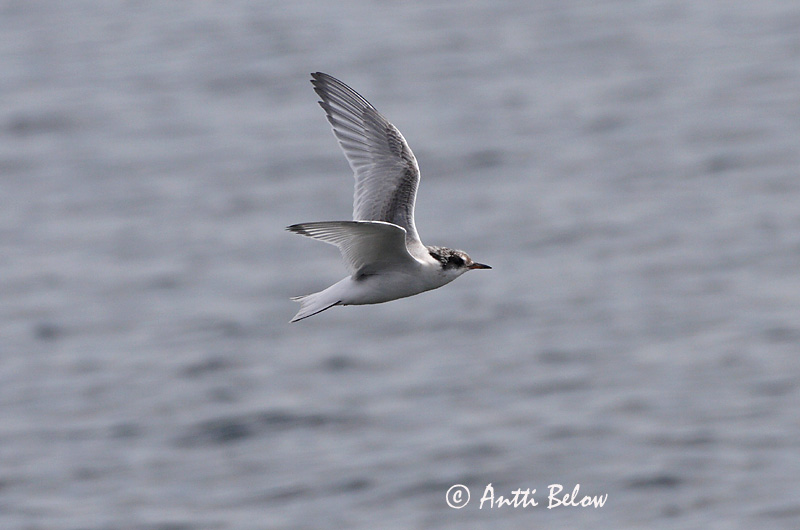 Avainsanat: Xatrac àrtic Havterne Noordse stern Arctic Tern Randtiir Lapintiira Sterne arctique Küstenseeschwalbe Sarki csér Kría Rødnebbterne Andorinha-do-mar-árctica Sterna paradisaea Charrán Artico Silvertärna