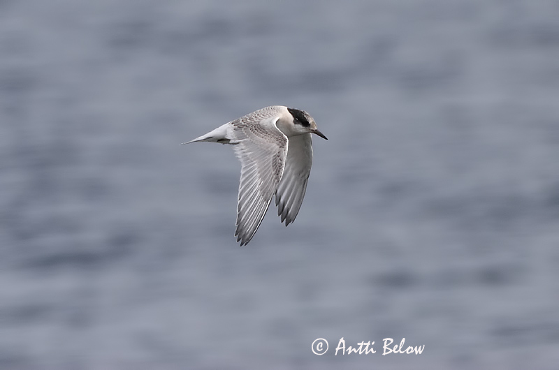 Avainsanat: Xatrac àrtic Havterne Noordse stern Arctic Tern Randtiir Lapintiira Sterne arctique Küstenseeschwalbe Sarki csér Kría Rødnebbterne Andorinha-do-mar-árctica Sterna paradisaea Charrán Artico Silvertärna
