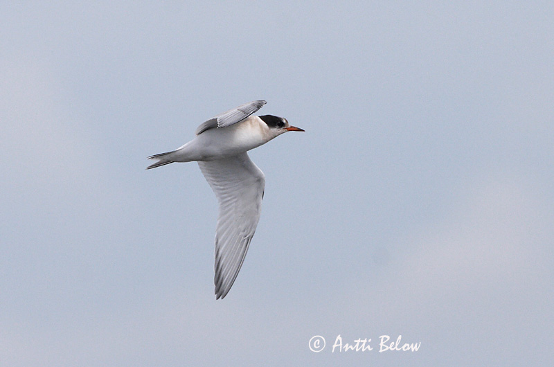 Avainsanat: Xatrac àrtic Havterne Noordse stern Arctic Tern Randtiir Lapintiira Sterne arctique Küstenseeschwalbe Sarki csér Kría Rødnebbterne Andorinha-do-mar-árctica Sterna paradisaea Charrán Artico Silvertärna