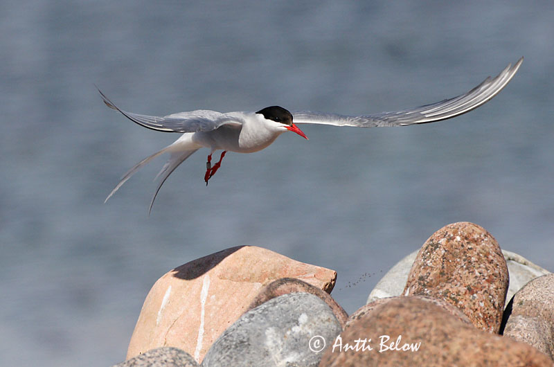 Avainsanat: Xatrac àrtic Havterne Noordse stern Arctic Tern Randtiir Lapintiira Sterne arctique Küstenseeschwalbe Sarki csér Kría Rødnebbterne Andorinha-do-mar-árctica Sterna paradisaea Charrán Artico Silvertärna